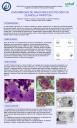 PosterXXXVSEAP015 - ENFERMEDAD DE GAUCHER EN CITOLOGÍA DE GLÁNDULA PARÓTIDA