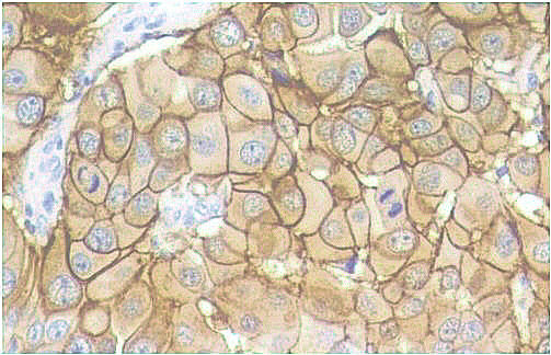 Reunión Anual de la División Territorial de Extremadura